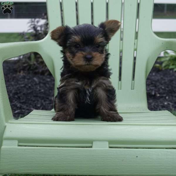 Snickers, Yorkie Puppy
